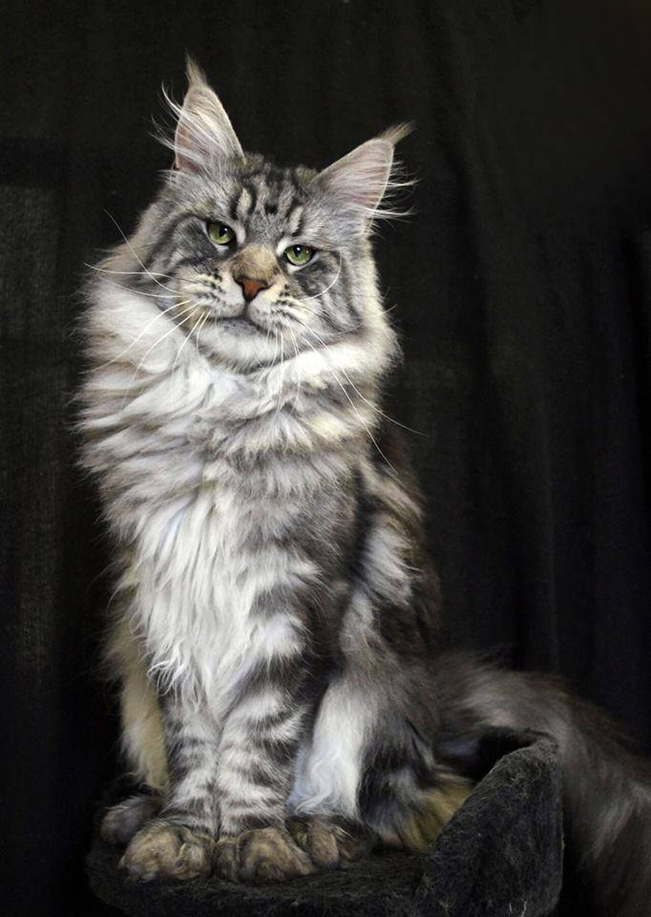 The Best Cat Trees for Large Cats (Maine Coons and Big Breeds)