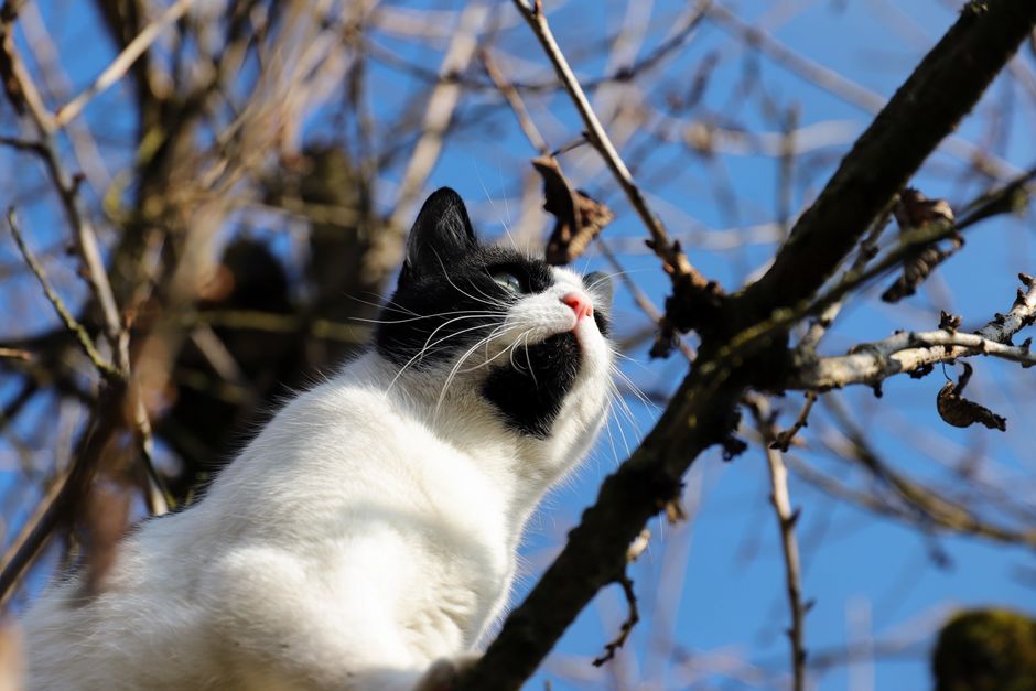 cat climbing (Christina & Peter)