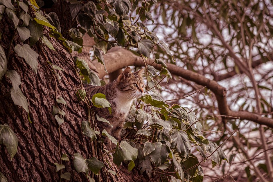 cat climbing (Kaan  Keskin)